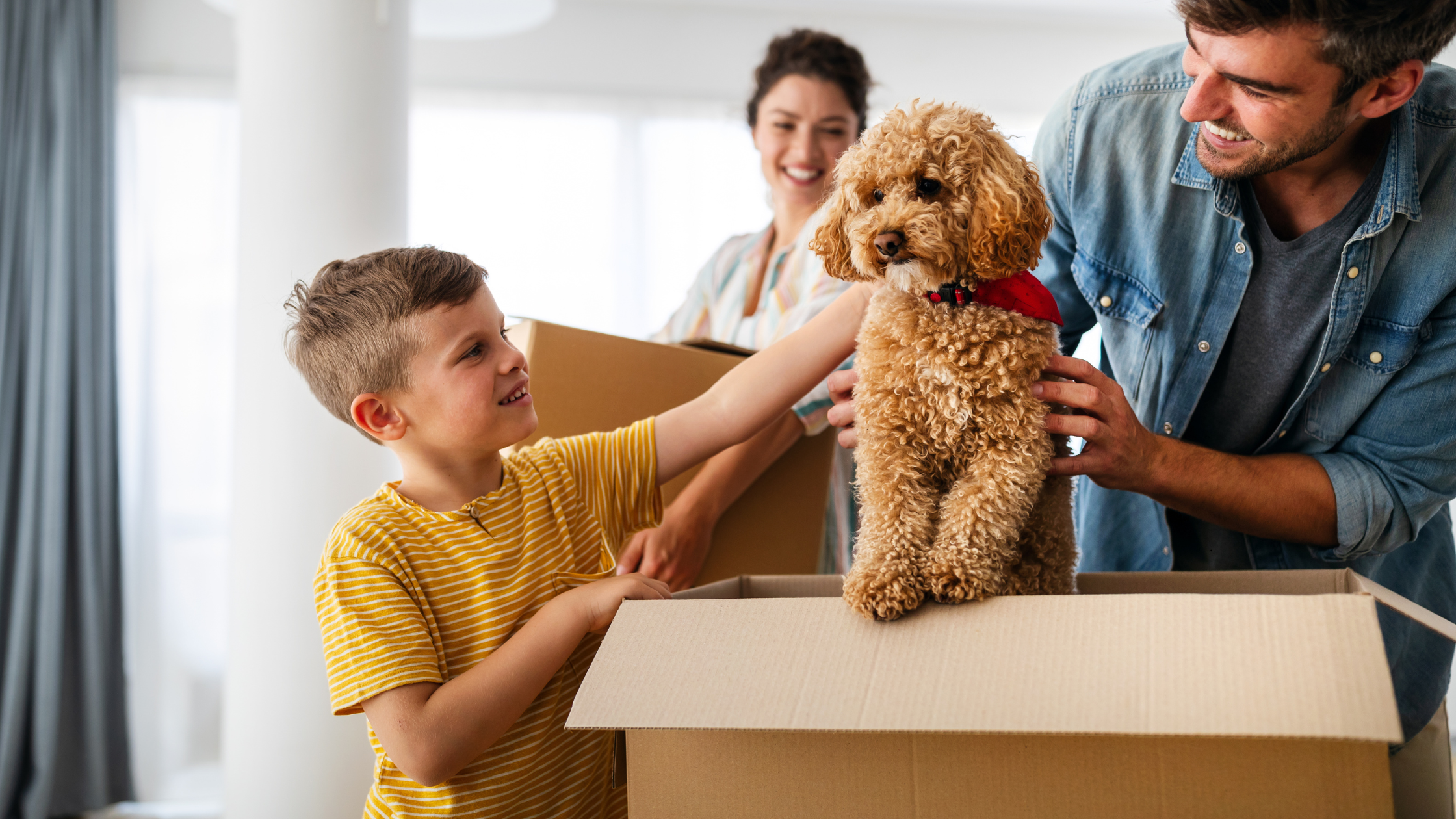 Pet relocation